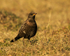 Ring Ouzel (female) at Linkey Down