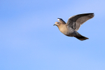 White-winged Dove in flight, Bosque del Apache, New Mexico