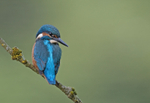 Kingfisher - Alcedo at...