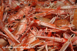 HTF002: Langoustines