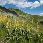 Long-leaved mullein (Verbascum longifolium) 