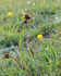 Early Spider-Orchid, Spyway, Dorset