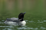Common Loon with raised bill, Minnesota, USA