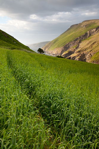 The wonderfully secluded Fleshwick with the coast catching the evening sun.