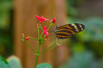 Tiger Longwing Butterfly - 4111