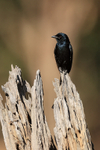Black Drongo portfolio