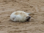 Atlantic Grey Seal