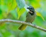 Buff-throated Saltator portfolio