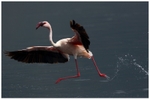 Flamingo Ballet