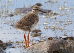 Redshank chick