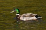 Mallard