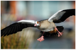 Egyptian Goose Landing 