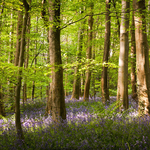Bluebell Woods