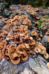 Fungus_ACP_8539