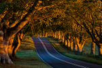 Beech Tree Avenue