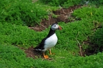 Puffin