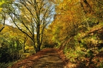 LO16  utumn Colours Kilminorth Woods Looe