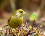 Finches portfolio
