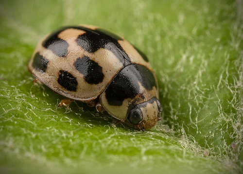 14-spot Ladybird ([i]Propylea quattuordecimpunctata[/i]). Warwickshire, August 2012.