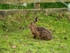 Brown Hare