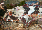 Taurulus bubalis