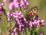 Grayling on heather, Arne RSPB reserve, Dorset