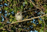 House Sparrow