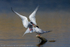 Common Tern (Sterna hirundo) courtship