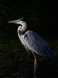 Great Blue Heron _0012