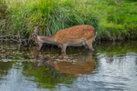 Deer at Glendaloug in County Wicklow