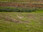Barn Owl