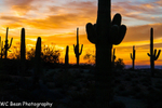 Desert Sunrise 2