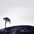 Sentinel