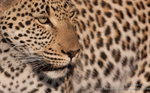 Male leopard close up