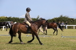 Class 32: Show Hunter Pony 153cm and under portfolio