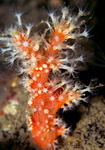 Alcyonium glomeratum