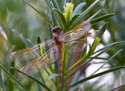 Dragonflies _0003