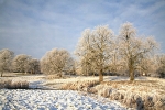 IMG_2066 FROSTED KNAVESMIRE  -13 copy