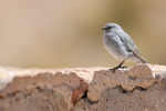 Plumbeous Sierra-Finch (male), El Tatio Geyser Field, Chile