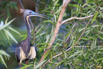 Tricolored Heron close view, Wakodahatchee Wetlands, Florida