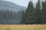 Northern Harrier hunting over long grass, Silver Salmon Creek, Alaska