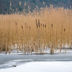 Bulrush on ice