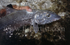 Closeup Bonefish.