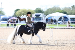 Class 307 - Ridden Coloured Pony portfolio