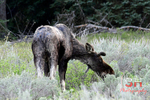 3HPhotography5-19-25_GTNP_255_