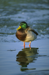 Mallard