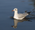 Black Headed Gull
