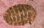 Tonicella marmorea