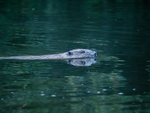 Eurasian Beaver