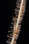 Astacilla longicornis